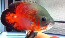 金鱼爆料视频大全集最新,揭秘幕后真相，带你走进神秘世界