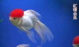 金鱼爆料视频大全集最新,揭秘幕后真相，带你走进神秘世界