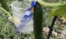 凉山吃瓜爆料视频最新,揭秘当地美食文化背后的故事